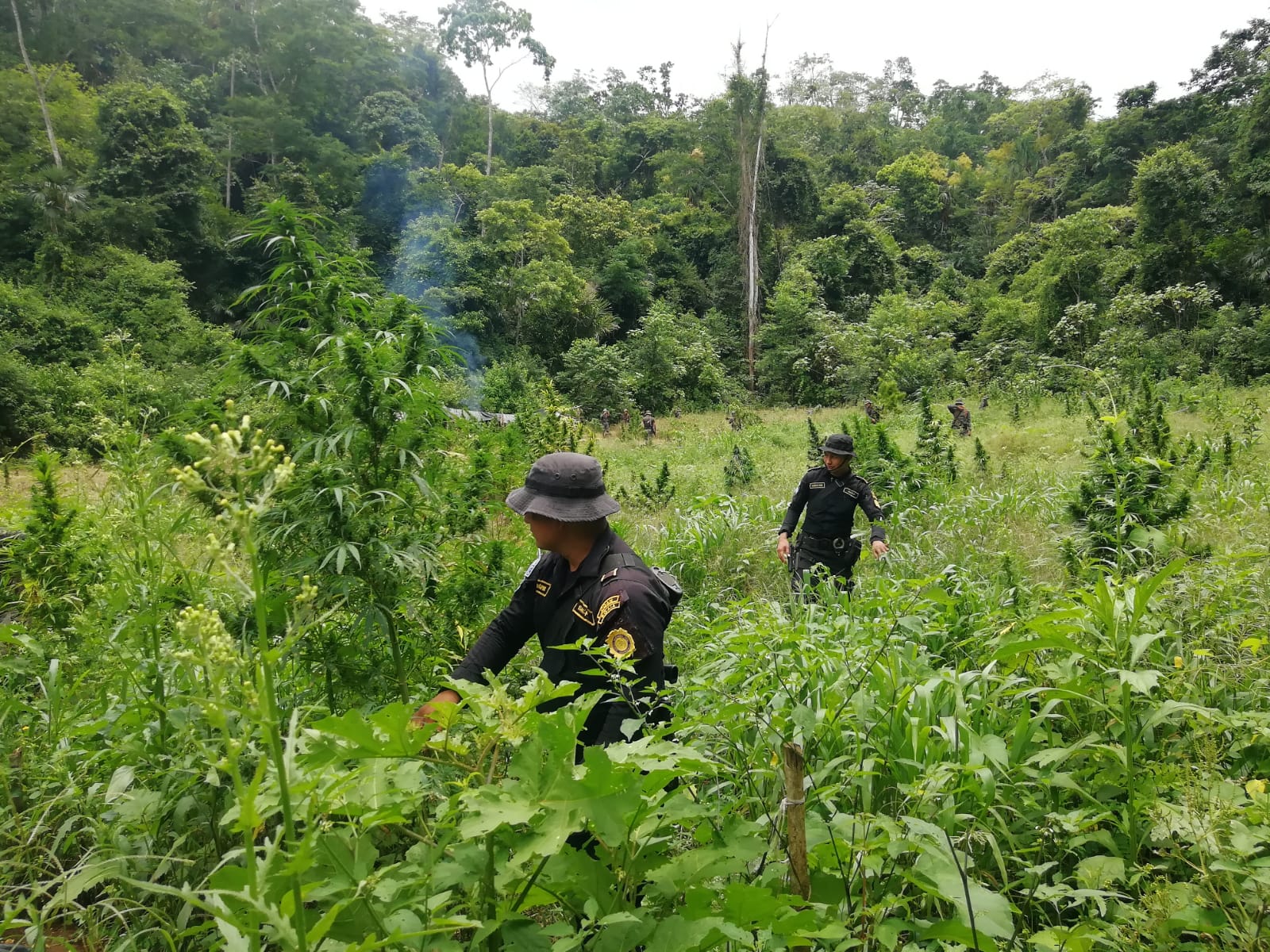 Erradican más de 112 mil matas de marihuana en Petén