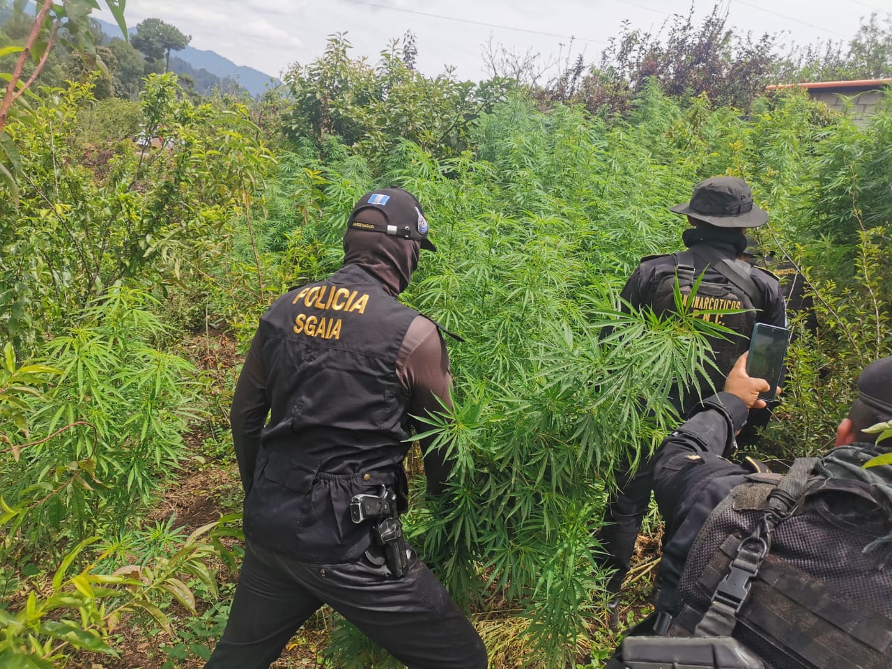 Erradican Plantaciones De Marihuana Valoradas En M S De Q Millones