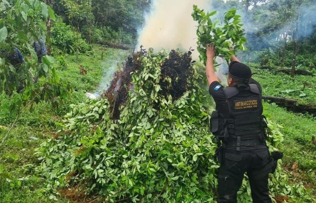 Erradican Arbustos De Hoja De Coca Y Destruyen Narcolaboratorio