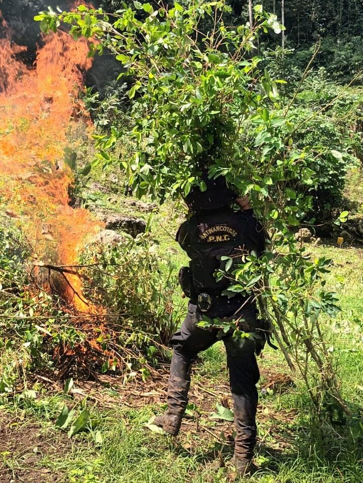 Más De 448 Mil Arbustos De Hoja De Coca Erradicados En Izabal