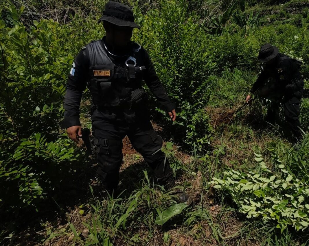 Erradican Arbustos De Hoja De Coca Valorados En Q19 Millones