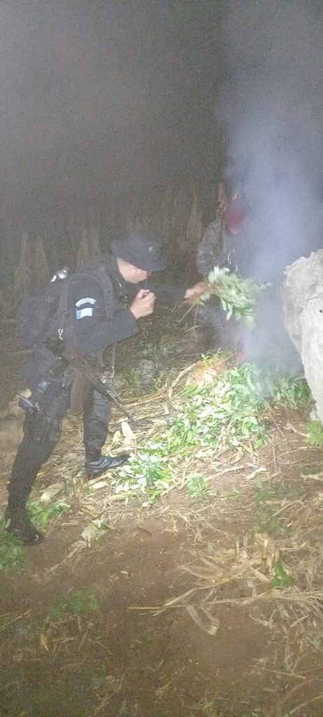 Erradican Más De 44 Mil Arbustos De Hoja De Coca En Izabal