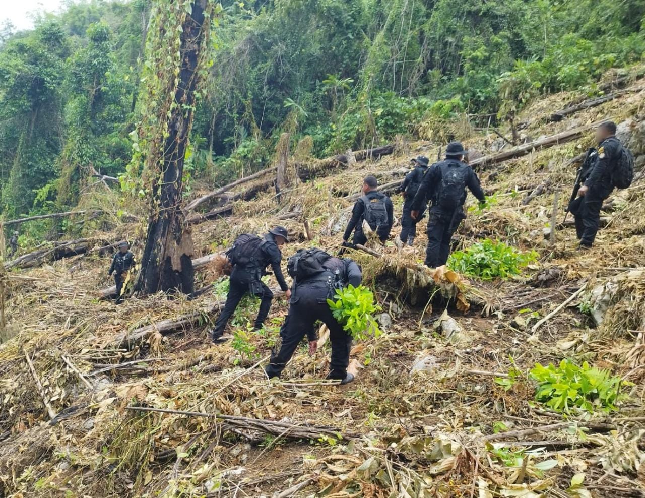 Erradican Plantación De Arbustos De Hoja De Coca En Izabal