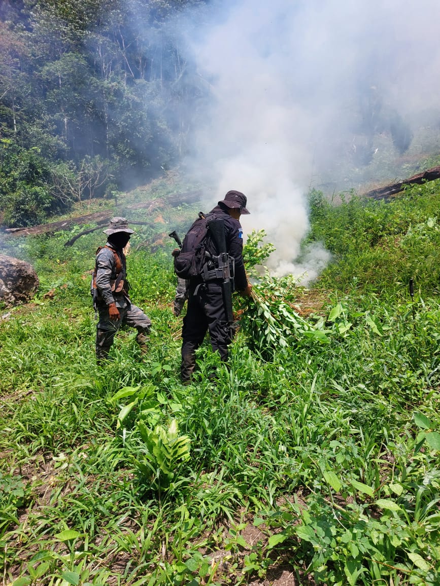 Erradican Más De 36 Mil Arbustos De Hoja De Coca En Petén