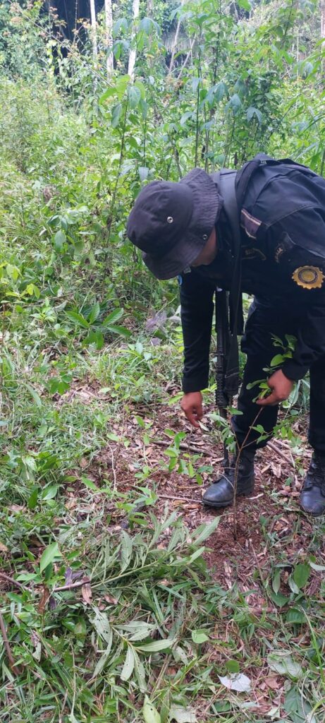 Erradican Más De 36 Mil Arbustos De Hoja De Coca En Petén